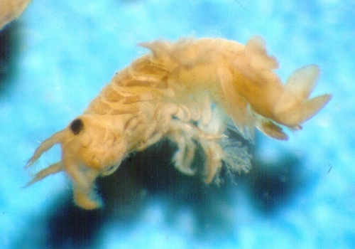 Chelura terebrans