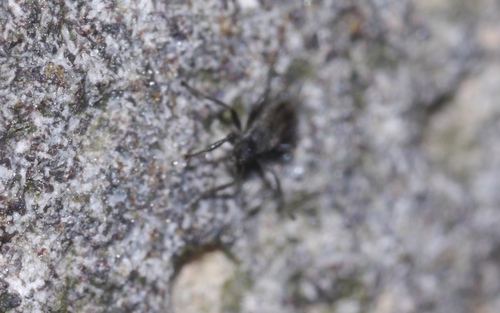 Chersodromia arenaria