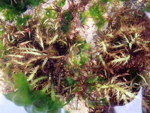 Chondracanthus teedei