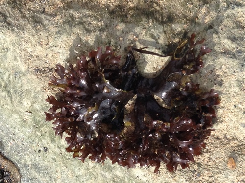 Chondrus crispus
