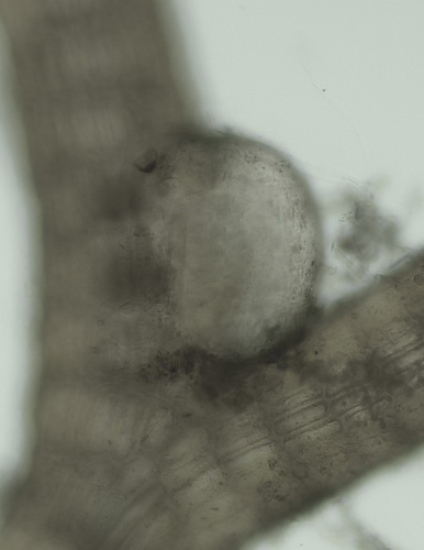 Choreocolax polysiphoniae
