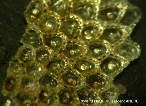 Chorizopora brongniartii