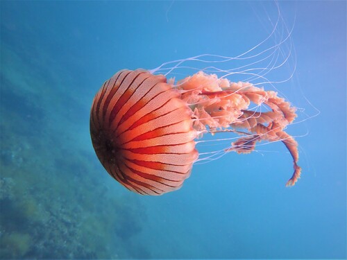 Méduse rayonnée, Méduse boussole