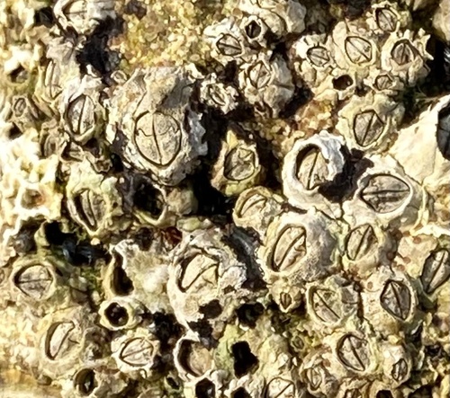 Chthamalus montagui