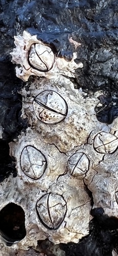 Chthamalus stellatus