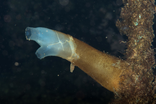 Ciona intestinalis