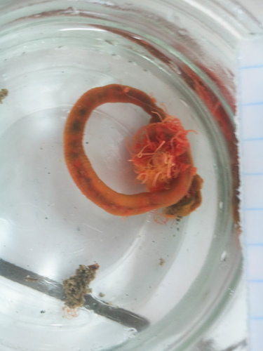 Cirratulus cirratus