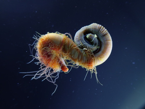 Cirriformia tentaculata