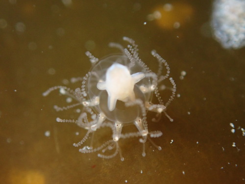 Cladonema radiatum