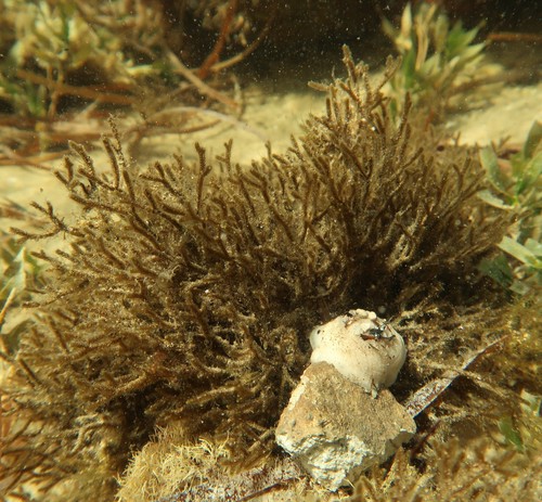 Cladostephus hirsutus
