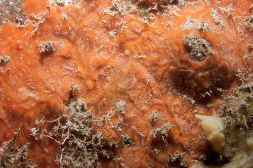 Clathria atrasanguinea