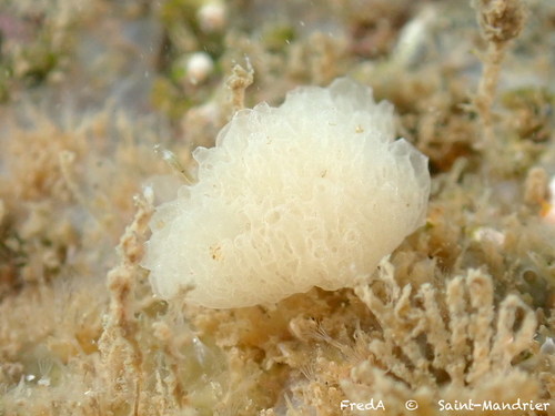 Clathrina blanca