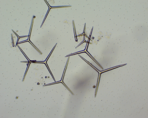 Clathrina coriacea