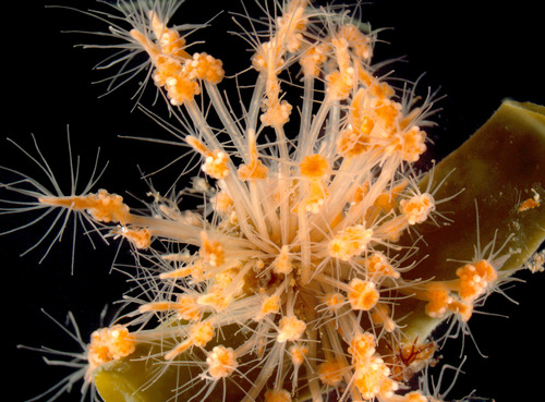 Clava multicornis