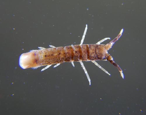 Cleantis prismatica