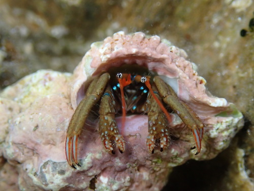 Clibanarius erythropus