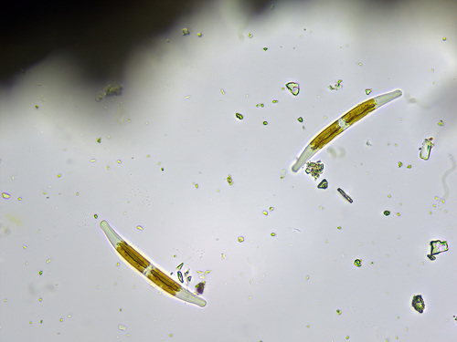 Climaconeis inflexa
