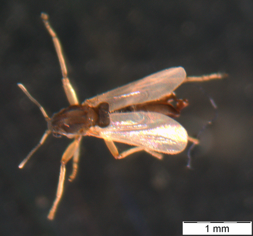 Clunio marinus