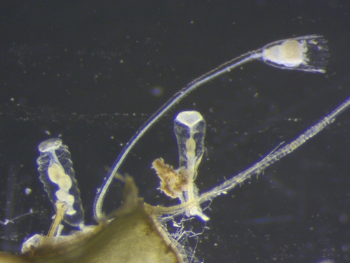 Clytia hemisphaerica