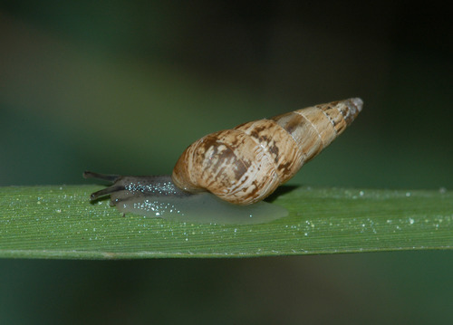 Cornet étroit