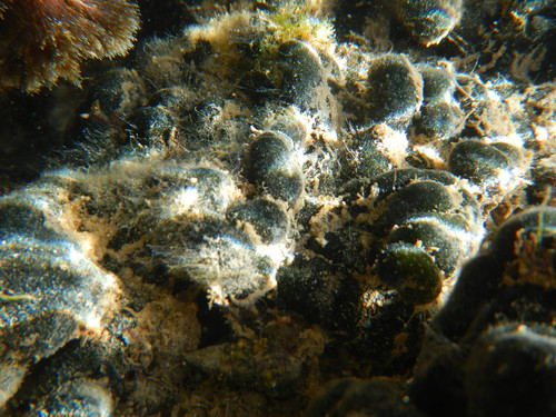 Codium adhaerens