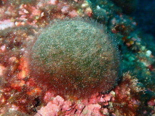 Codium bursa