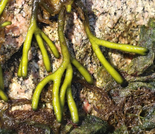 Codium