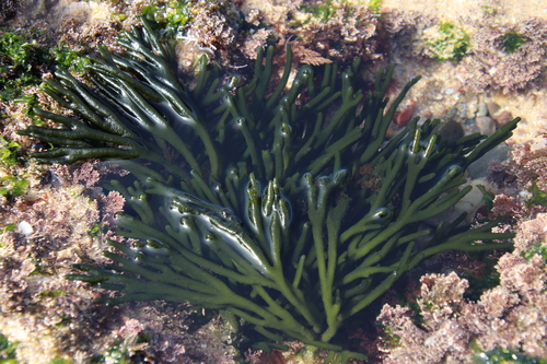 Codium