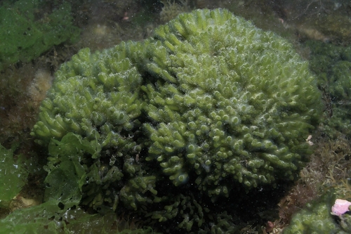 Codium