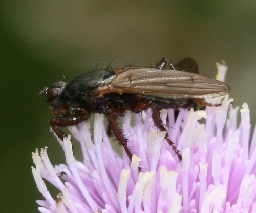 Coelopa frigida