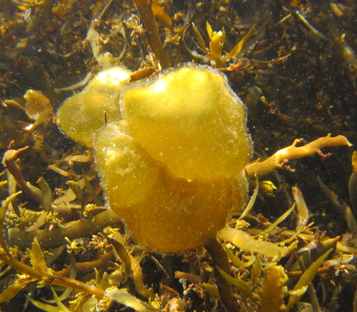 Colpomenia peregrina