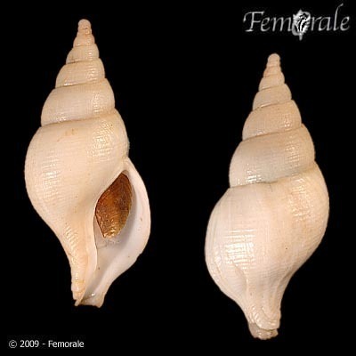 Colus gracilis