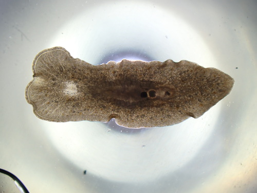 Comoplana agilis