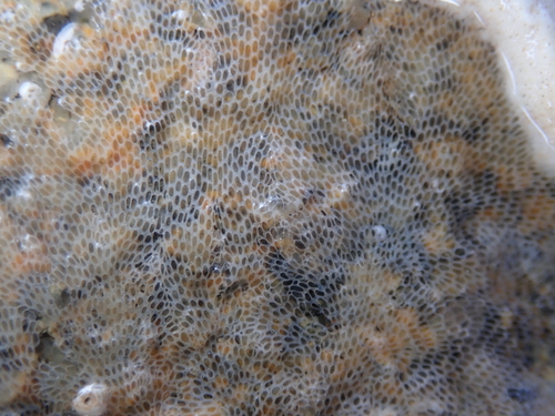Conopeum reticulum