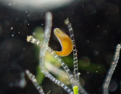 Convoluta convoluta