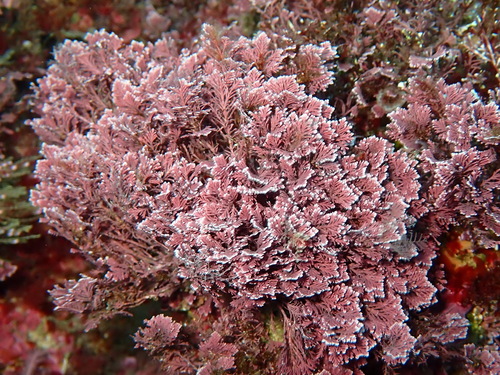Corallina berteroi