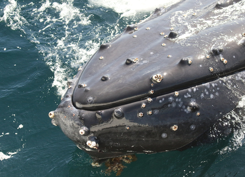 Coronula diadema