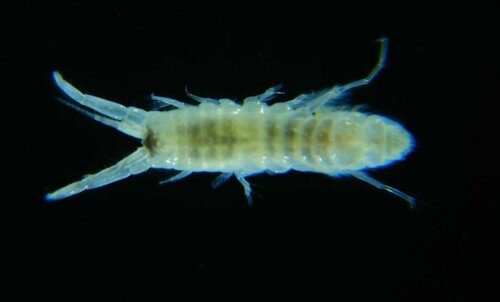 Corophium arenarium
