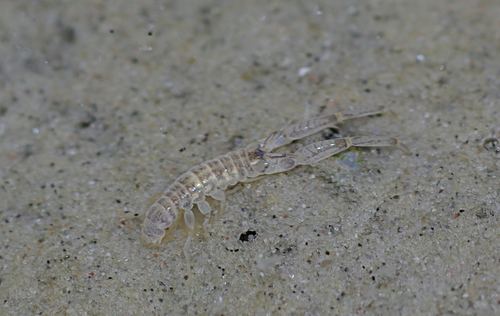 Corophium volutator