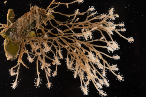 Coryne pusilla