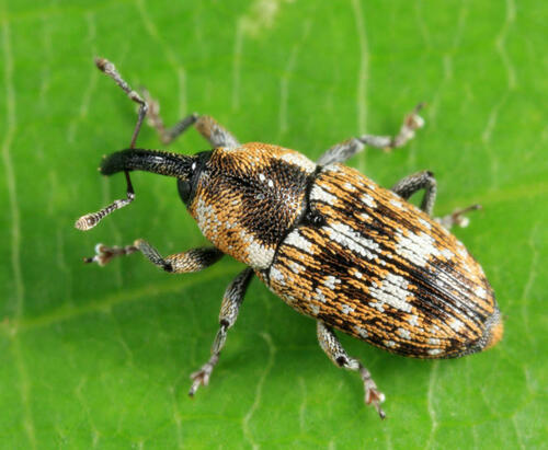 Cosmobaris scolopacea