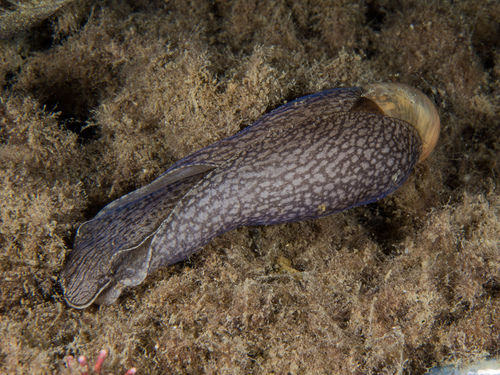 Akera bullata