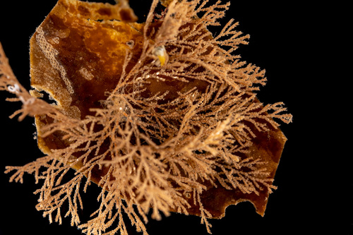 Cradoscrupocellaria reptans