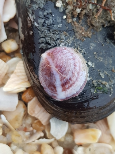 Crepipatella dilatata