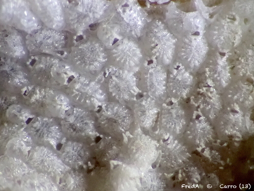 Cribrilaria innominata