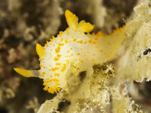 Crimora papillata