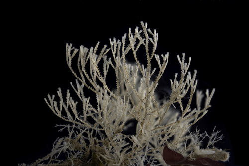 Crisia denticulata