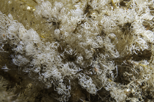 Crisia eburnea