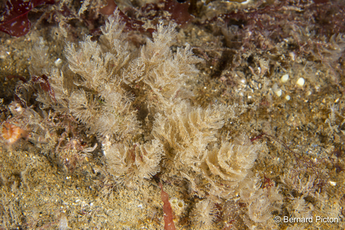 Crisularia plumosa