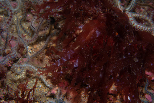 Cryptopleura ramosa